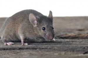 plaga de ratas