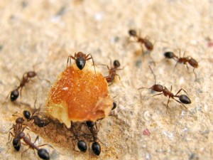 desinsectacion de hormigas