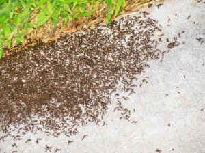 plaga de hormigas en mi comunidad de vecinos