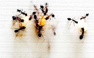 plaga de hormigas en casa