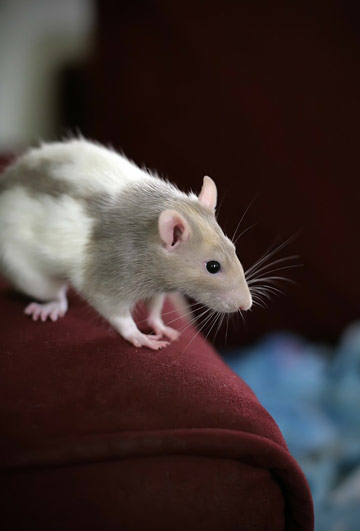 como-acabar-con-ratas matar ratas