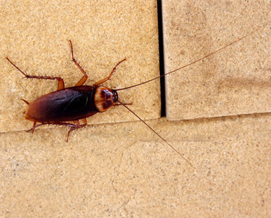 cucarachas-en-mi-comunidad plaga de cucarachas en comunidad de vecinos