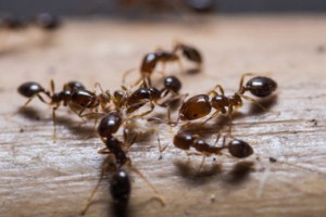 hormigas-en-mi-negocio