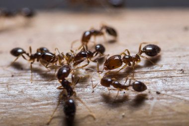 hormigas-en-mi-negocio hormigas-en-mi-negocio