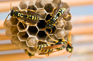 plaga-de-avispas-en-mi-comunidad colmena de avispas