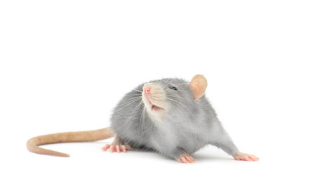 eliminar ratas