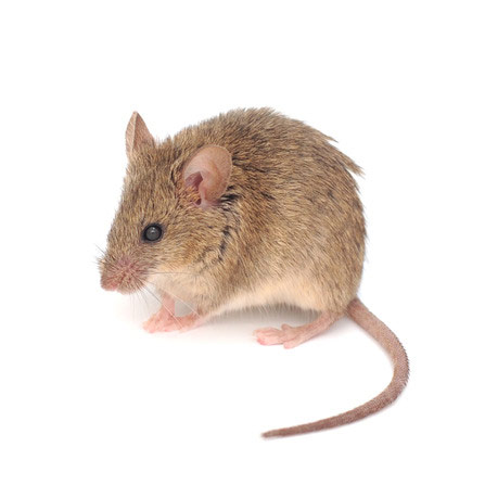 exterminar ratones
