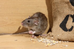 ratas-en-mi-negocio exterminar ratas