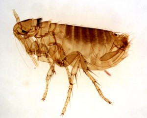 plaga de pulgas