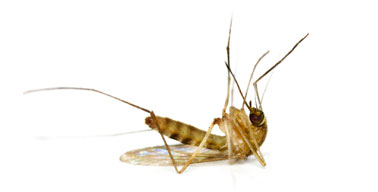 como-eliminar-mosquitos matar mosquitos