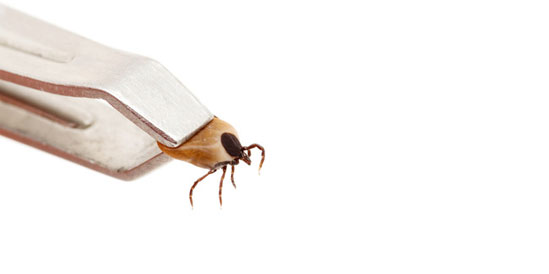 como-matar-garrapatas matar garrapatas