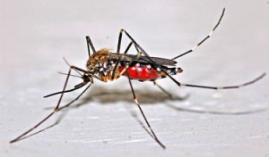 plaga de mosquitos en restaurantes