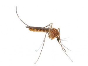 plaga-de-mosquitos-300x225